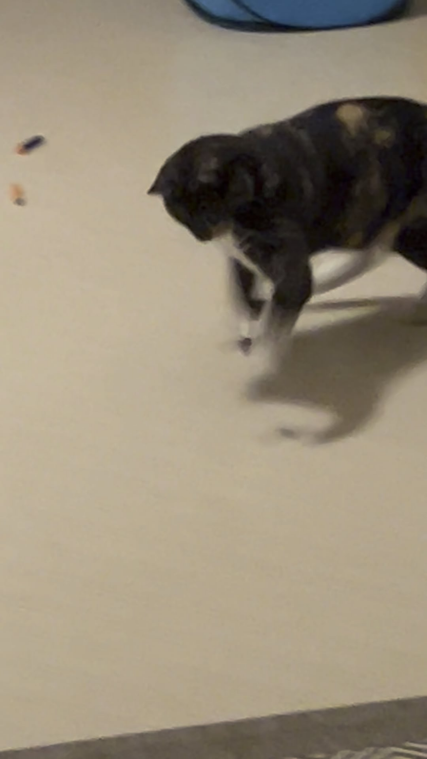 猫は真夜中に巨大な群れを取り込んだ