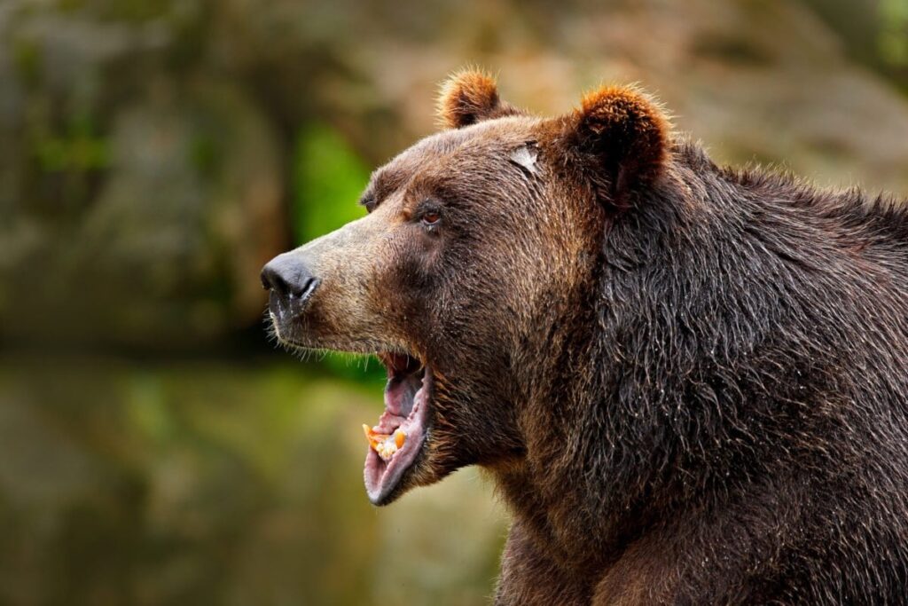 ハイベ村近くでクマに襲われる。キノコは怪我がもとでその場で死亡した -