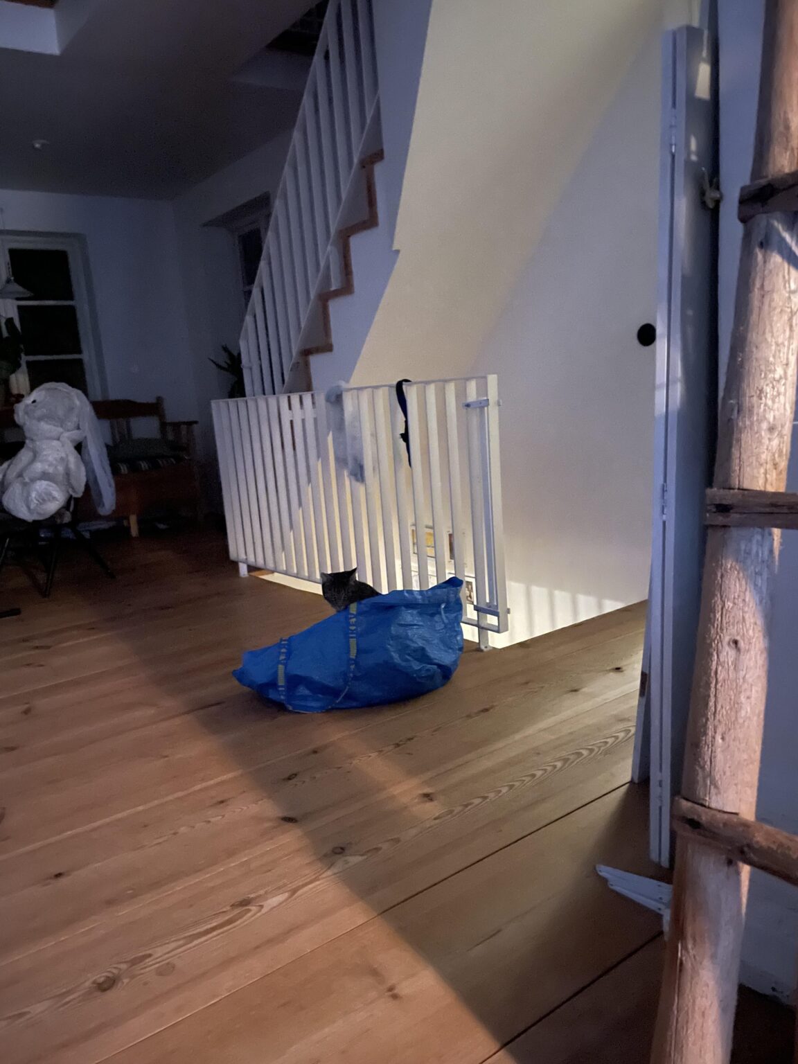 イケアのバッグに入った猫