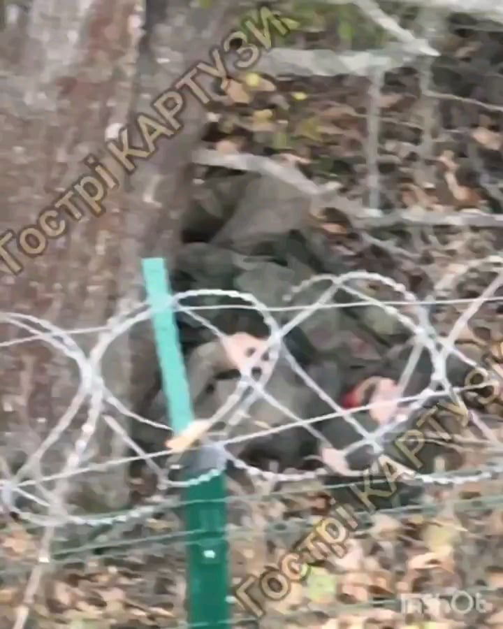NSFW：ウクライナの無人機が木の下に座っていたロシア兵に手榴弾を投下した。ハリコフ地方 - 2024 年 10 月