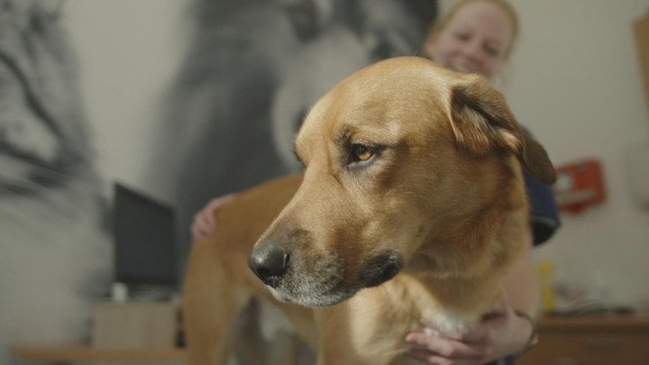 犬のオーティスは献血者であり、さらに多くの献血者が必要です