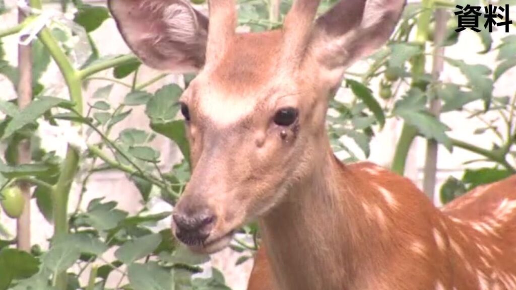 鹿の角で刺されると死ぬ