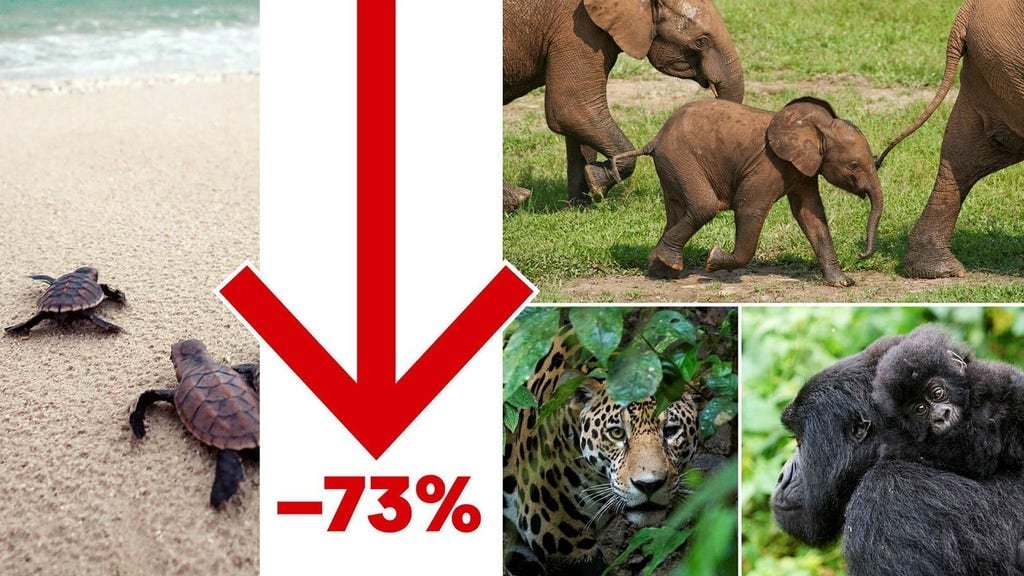 新しい報告書: 野生の脊椎動物は 73% 減少した