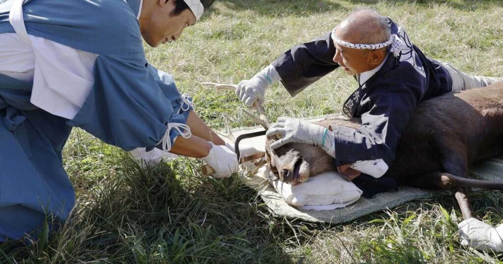 奈良で「鹿の角切り」 攻防に歓声 事故に注意喚起も