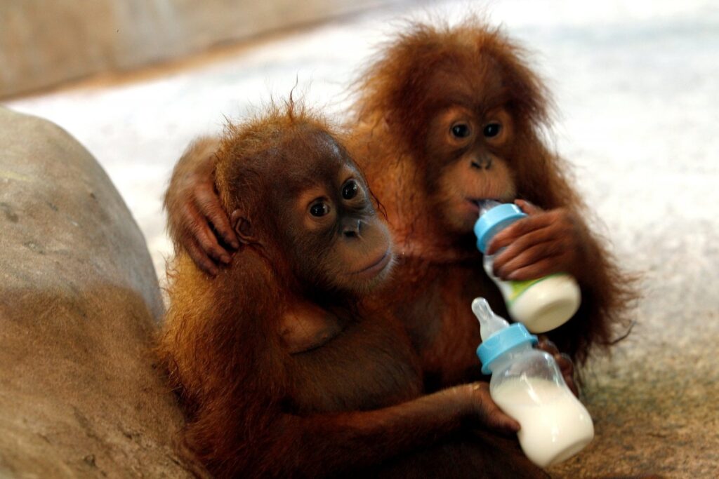 世界動物デー: あなたを驚かせる動物に関する 20 の事実 - THE STEP
