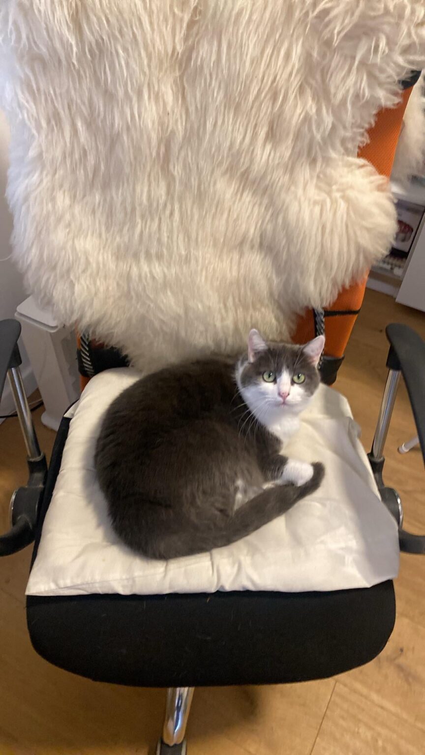 キャットボット