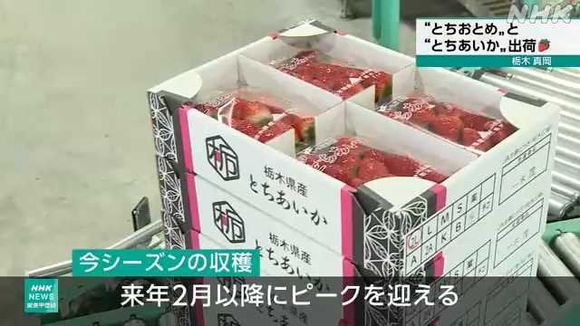 いちご生産量日本一の栃木 主力品種の出荷始まる 真岡