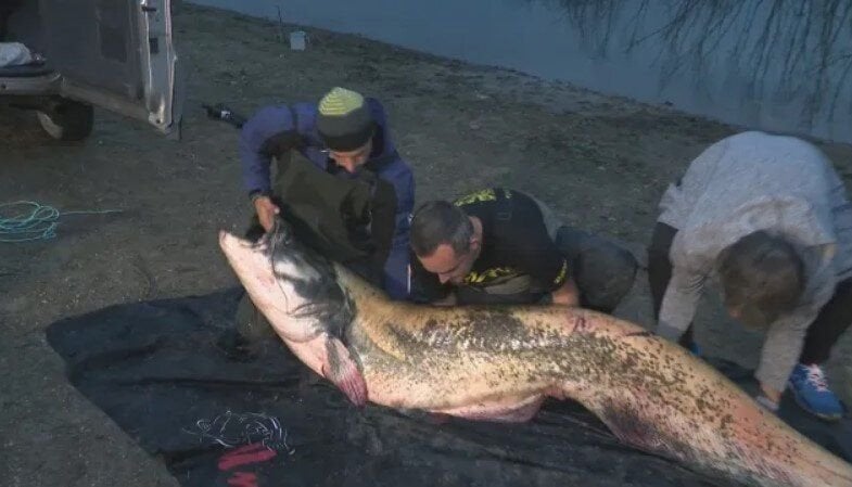 彼らはドゥプニツァ近くで120キロのナマズを捕まえた
