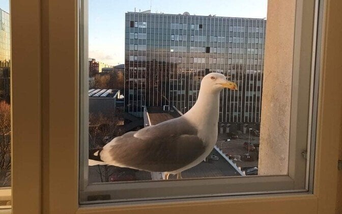 環境庁は、遭難したカモメやハリネズミをすべて救出するのに時間を費やすことを望んでいない