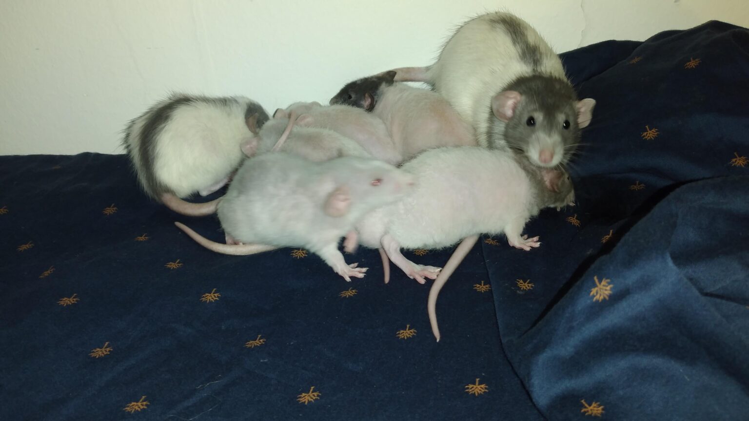 ペットとして飼われているネズミ。どう思いますか？経験？