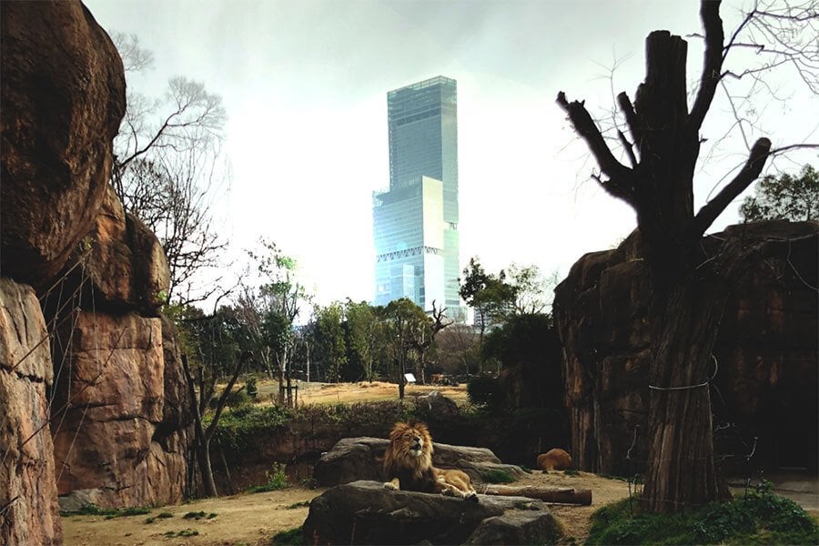 １１０周年迎える「天王寺動物園」が初の早朝開園、動物たちの寝起きが見られるかも？