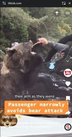 「なんて愚か！」車窓からクマに餌を与えた観光客、腕を掴まれ襲われる（ルーマニア）