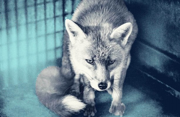 野生動物の地下取引で生き餌として売られるキツネ、アナグマ、ノウサギ