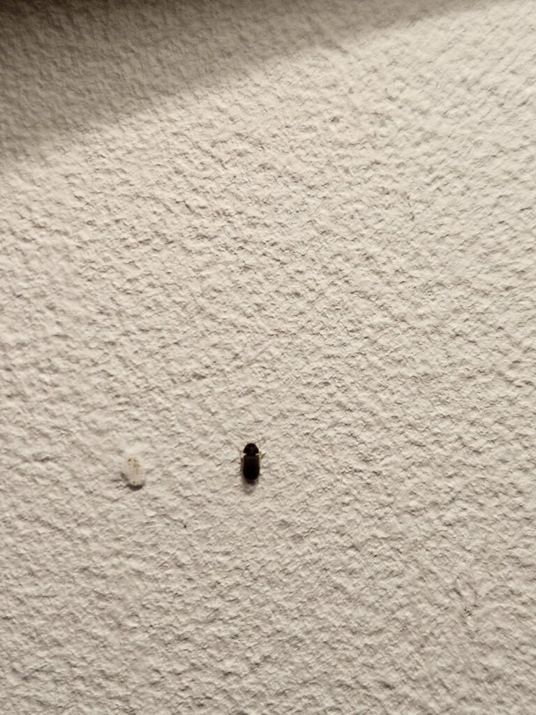 これは何という害虫ですか？？