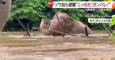 【ちょんわちょんわ】「クェ！クェ！」大雨による洪水からゾウが自ら避難…目の見えないゾウは仲間の声を頼りに脱出 当局が117頭救出も70頭以上が行方不明 タイ