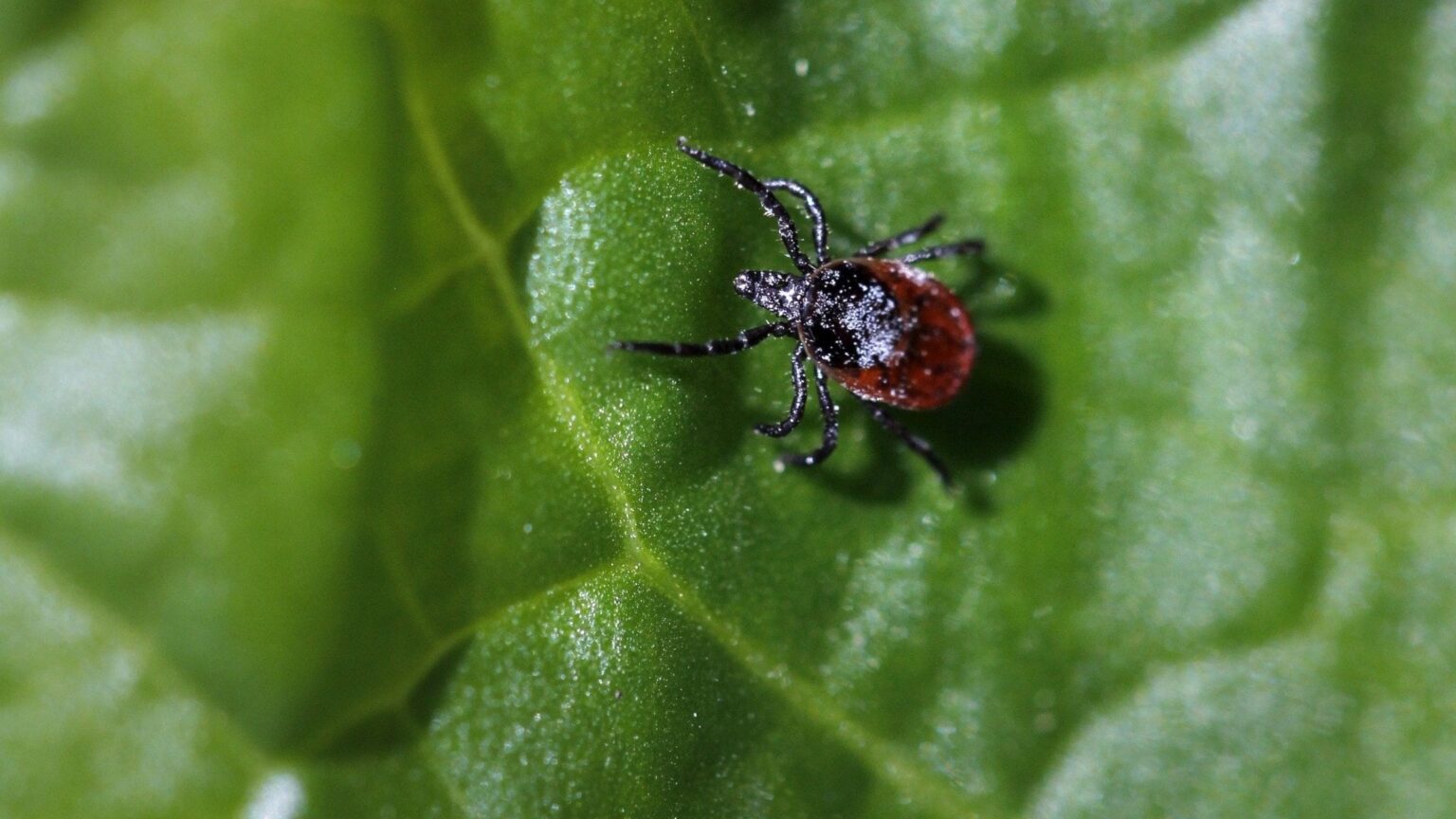マダニは現在、スウェーデン全土で一年中見られます - ニュース (Ekot)