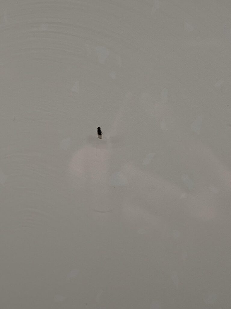 昆虫とは何ですか？ショウジョウバエより少し大きく、黒い体をしています。最初はキッチンでよく見かけましたが、今では窓際に移動しています。屋根裏のハエでしょうか？