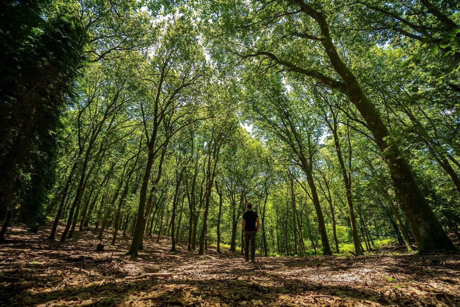 「西部開拓状況」にあるポルトガル：国の半分以上が所有者不明の土地を抱えている