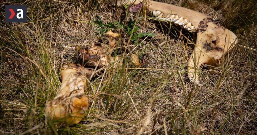 ハイブ村近くでクマに襲われ死亡した現場の近くで狩猟の巣穴を活動家が発見 - ニュース
