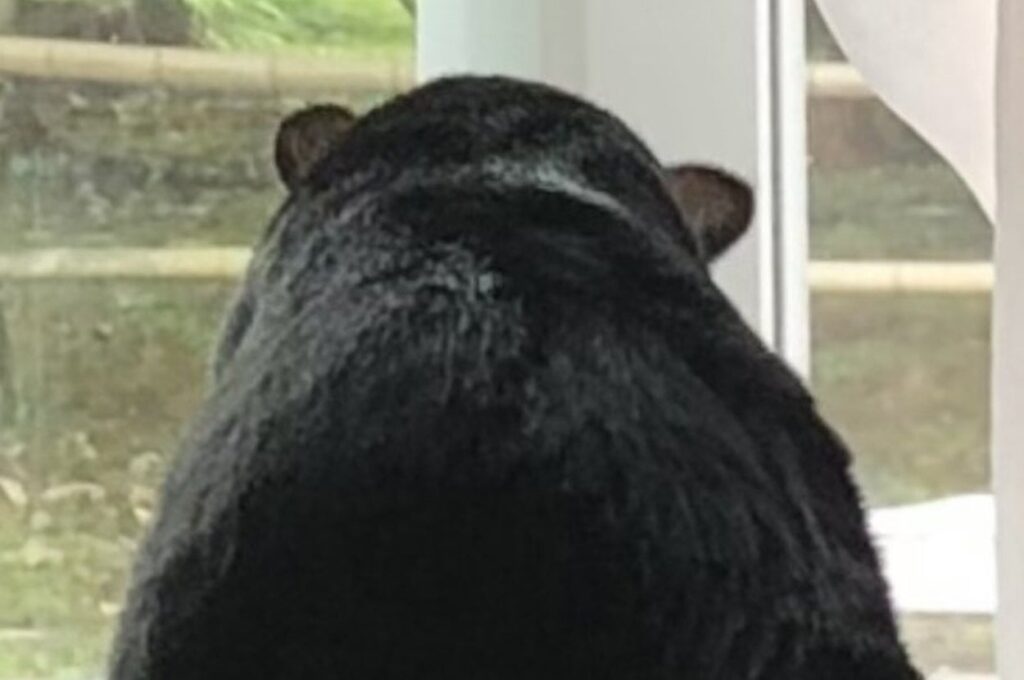 「シルエットがクマなんだが」⇒どうみてもクマにしか見えないこの動物を正面から見ると…？ SNSには「思いの外クマでした」「これはツキノワですね」の声
