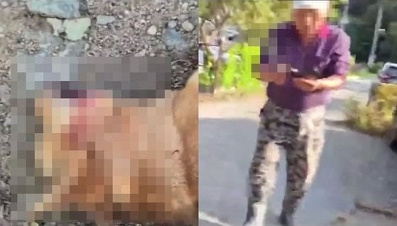 犬を撲殺したあと引きずっていった老人「料理して薬にしようと…目をつぶってほしい」＝韓国