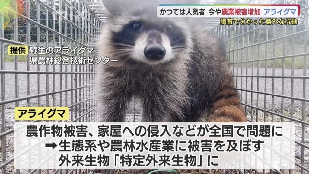 かつてはアニメでブームに ある動物の農作物被害が増加傾向 深夜の果樹園に現れたのは?広い行動範囲、雑食性で広範囲に被害