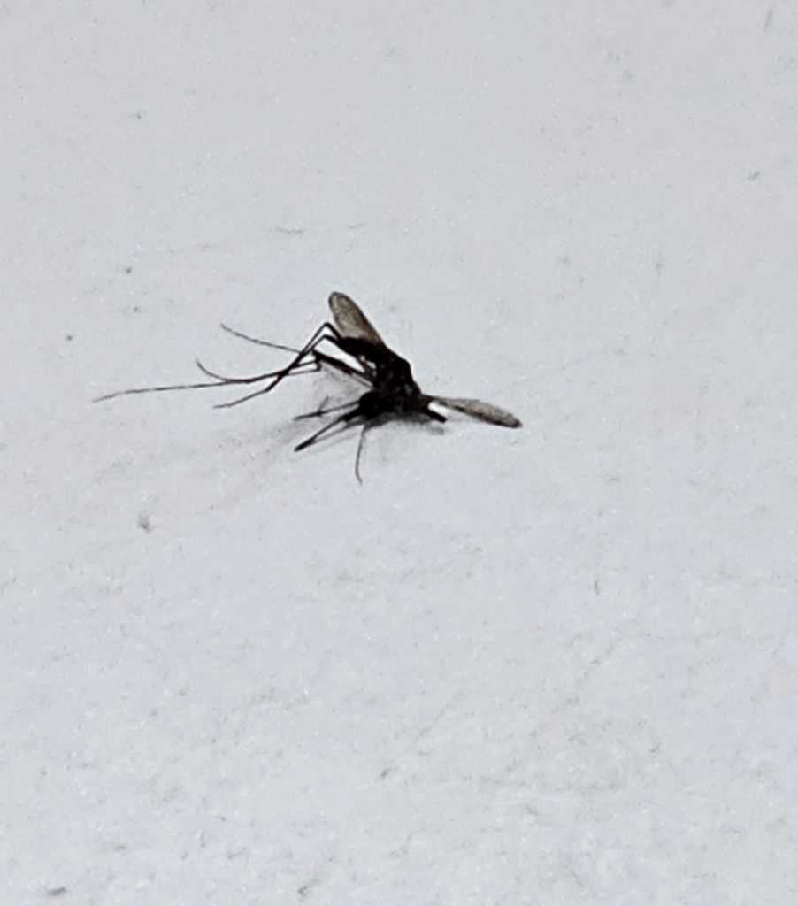 この獣は何ですか？