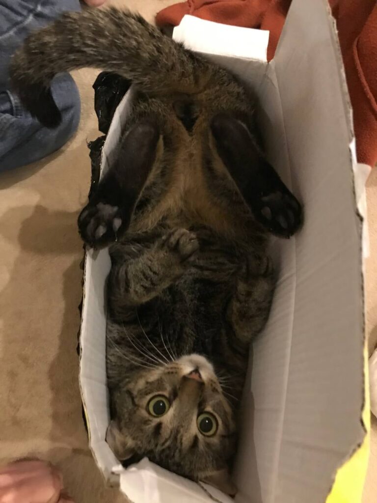 今日は疲れた、美しいものを見てリラックスしたい方へ。