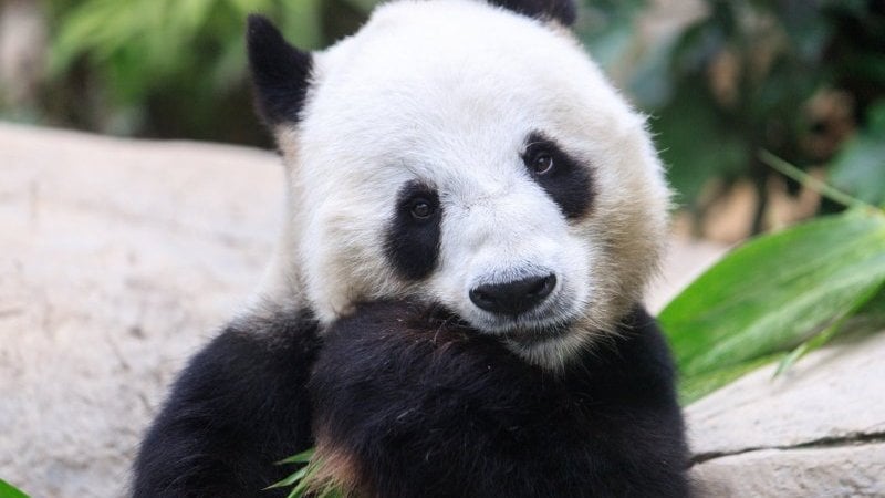 動物園でパンダが女性飼育係に襲いかかる“衝撃的瞬間”が話題に「怖すぎる…」「やはり野生動物」