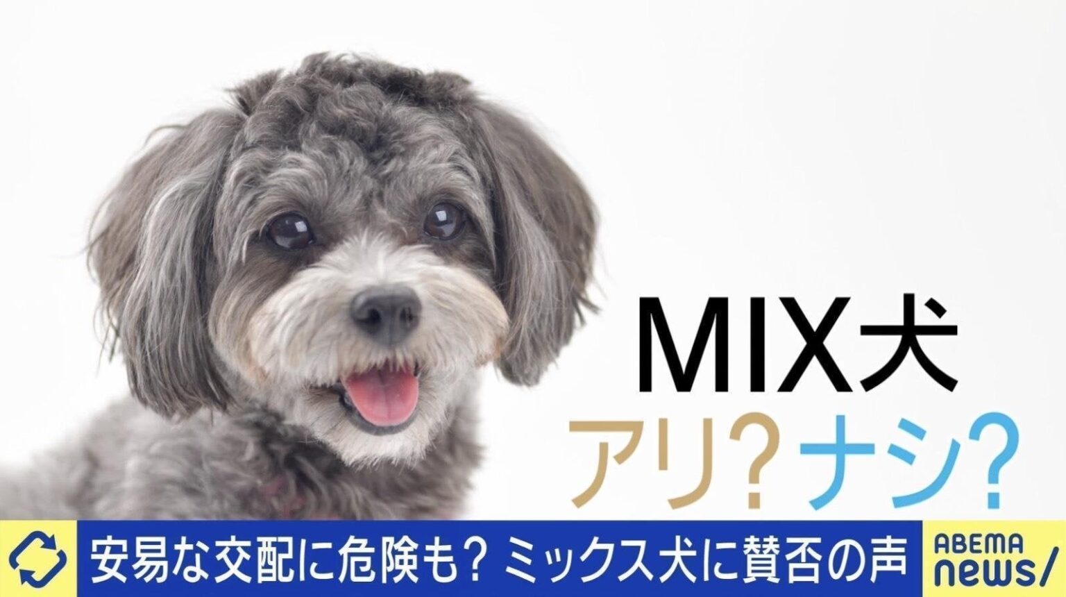 人間の都合で生み出される“◯ックス犬”に賛否の声…安易な交配はリスク大？「全身ハイブランドのワンちゃん」に違和感も