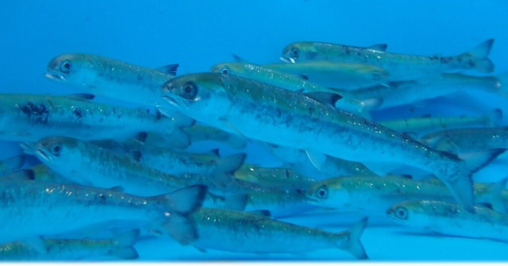 サケ稚魚の遊泳力、低水温の海で体得 東大など報告