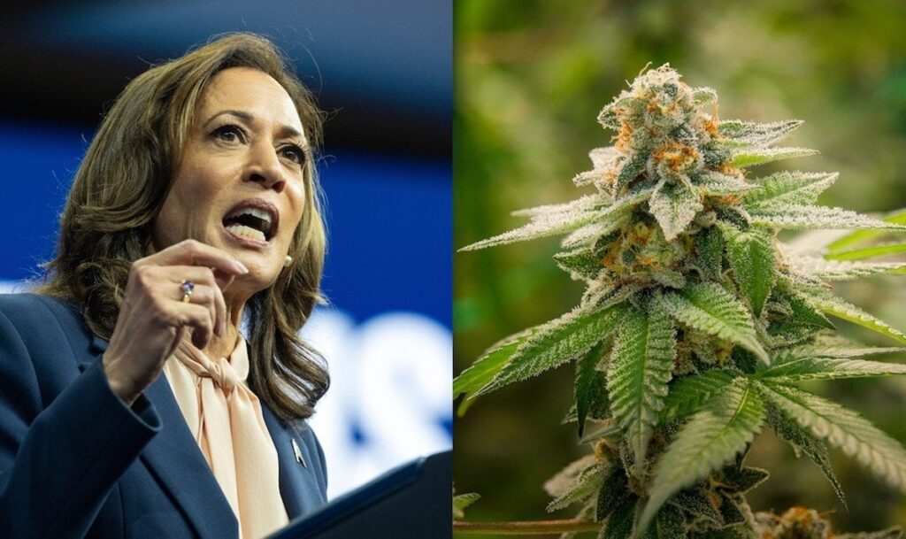 カマラ・ハリス氏、連邦政府による大麻合法化を支持すると誓約