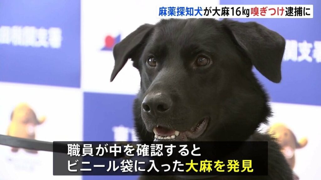 麻薬探知犬「モモタロウ」が大麻約16キロを発見 密輸しようとしたスペイン国籍の男を逮捕