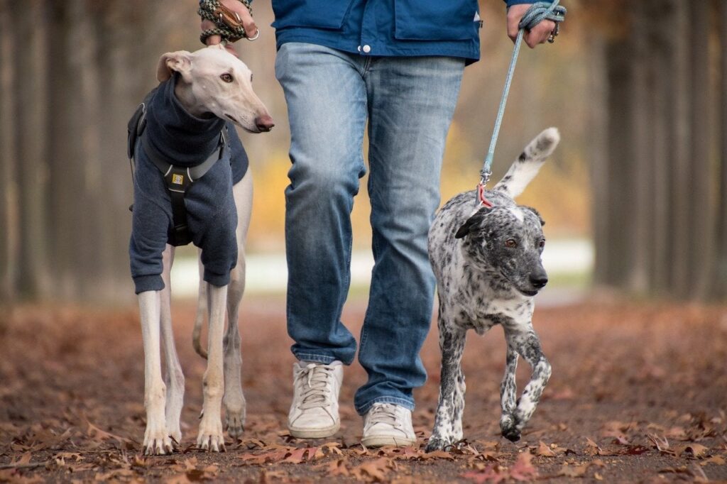 政府は犬の飼い主に税金を導入する予定だ