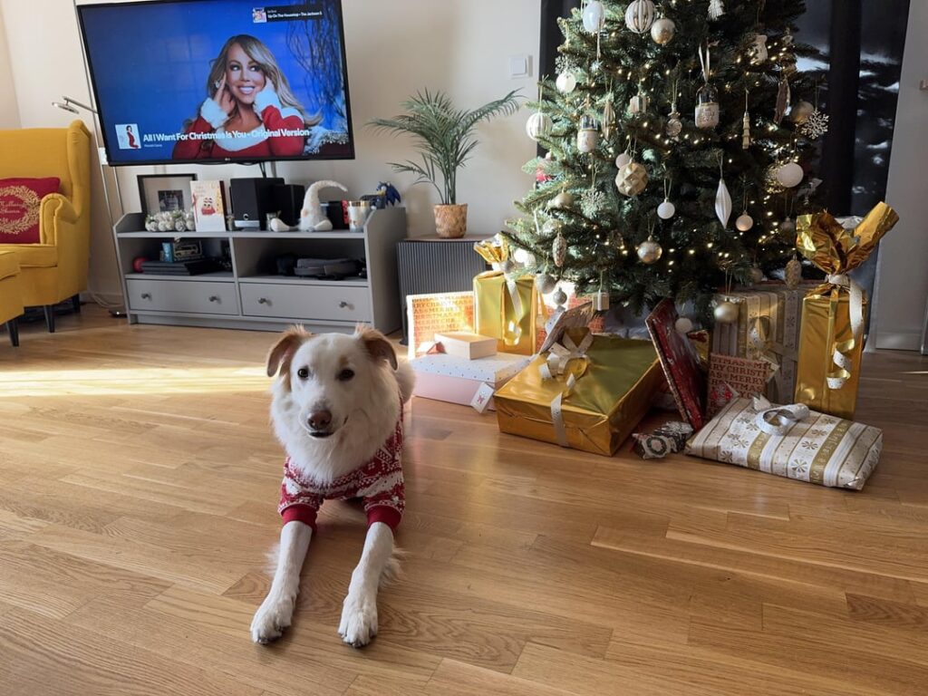 ボウイにとって二度目のクリスマス🎄