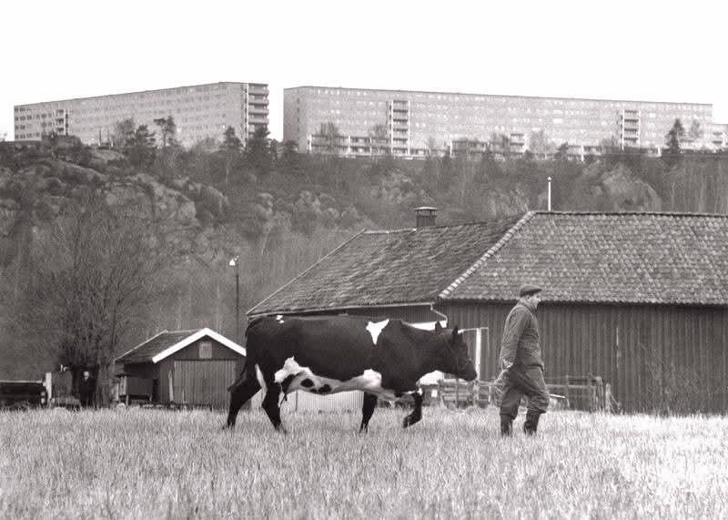 1972 年の怒り。成長を続ける都市ヨーテボリと、古い田園地帯が融合しています。農場のスヴェン・エリクソンさんが乳牛を連れて牧草地を散歩しています。背景の山には、当時新設されたミリオン プログラム ハウスが見えます。写真はラース・セーデルボム。