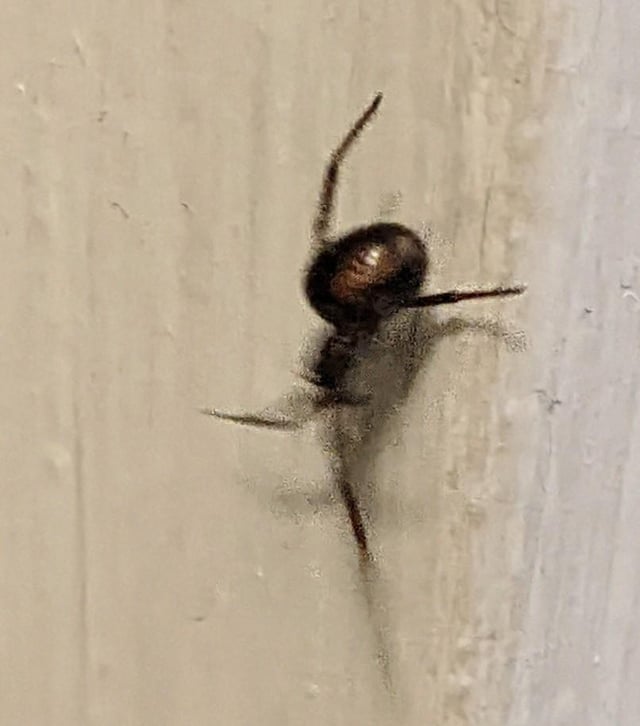 この蜘蛛は何ですか?危険ですか?
