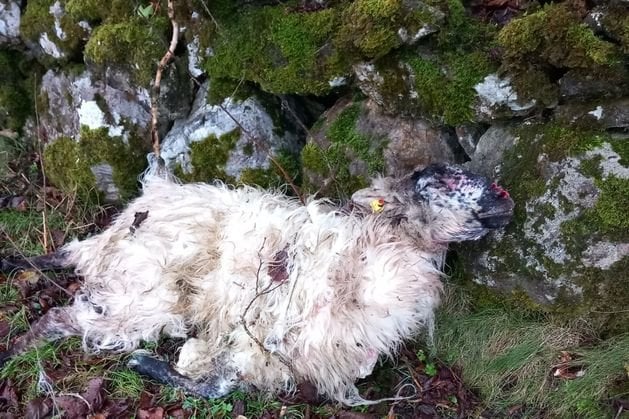 犬による羊襲撃でスライゴの農家が代償を計算中