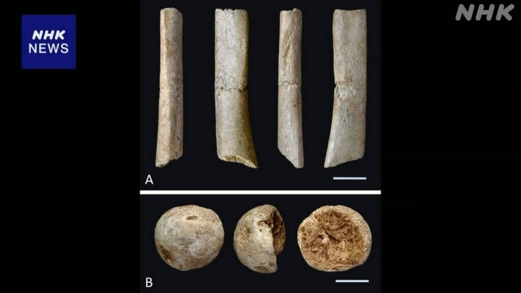 “国内最古の化石人骨” 研究者が2万年以上前のクマの骨と特定
