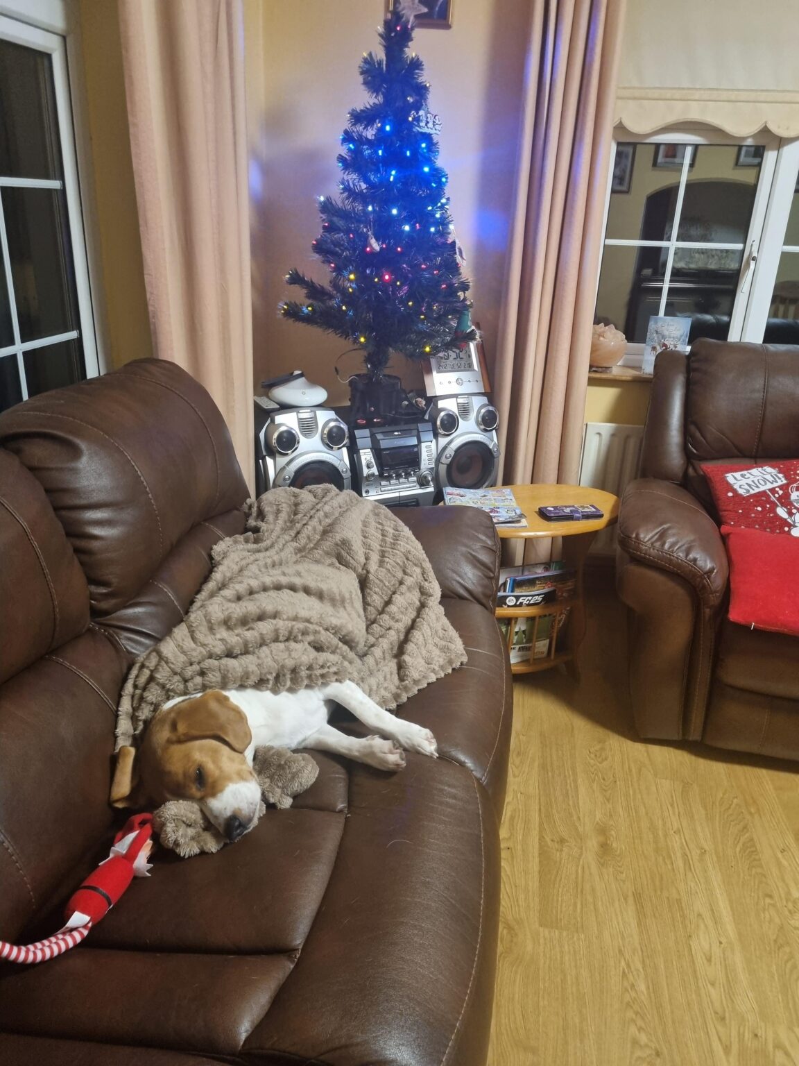 クリスマスには犬の投稿が義務付けられています。
