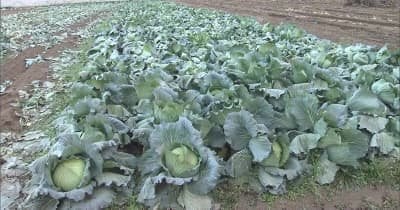 畑からキャベツ1200個が盗まれる被害　刃物のようなもので刈り取られた跡も　茨城・八千代町