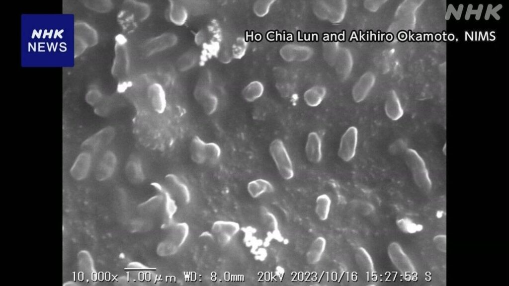 「緑膿菌」 生命活動ほとんど停止状態で多くの抗菌薬効かず 　免疫の低下した人に感染すると慢性的な肺感染症や、敗血症などを起こす細菌で抗菌薬が効きにくい「耐性菌」が存在