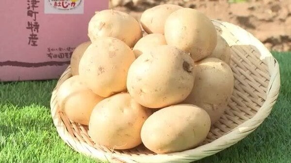 赤土ジャガイモの収穫がピーク ホクホクとした食感と甘味が特徴 東広島市安芸津町