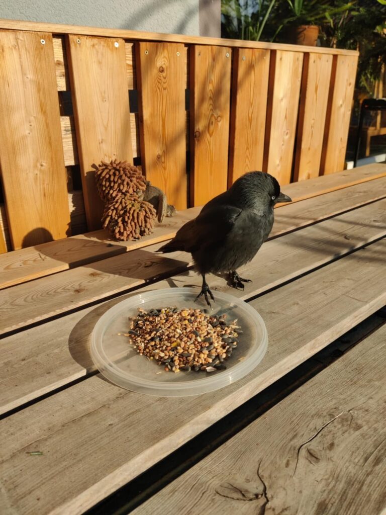 鳥の種類がわかる人はいますか？