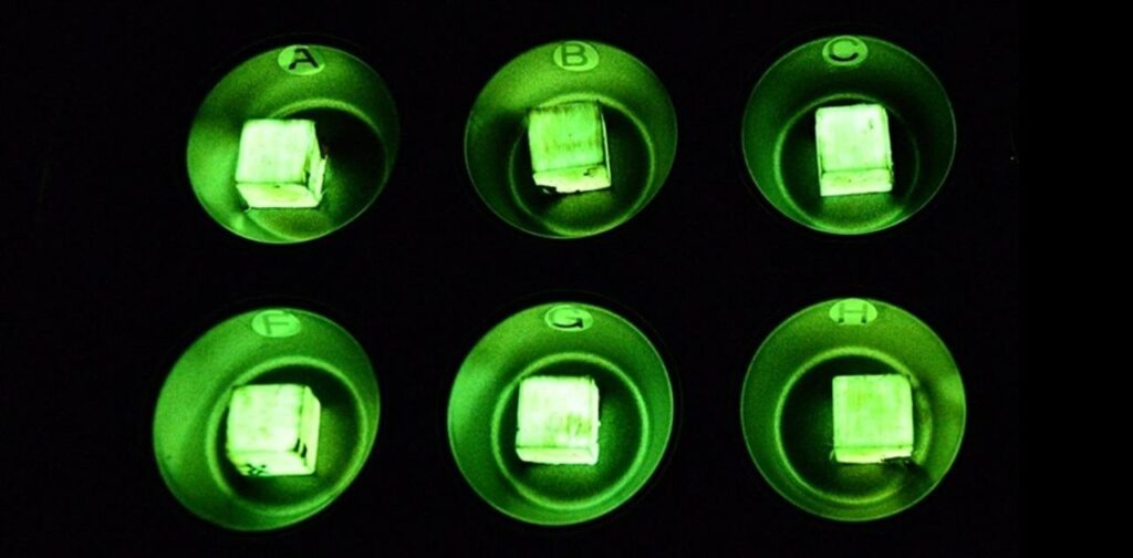 光るキノコの遺伝子コードを解読。菌類×木材で、暗闇を照らす発光家具