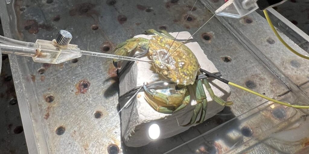 脳の検査でカニは痛みを感じることが判明