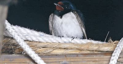 雪が降って気温がグンと下がってきたのに能登半島に残っていたツバメ2羽、消える