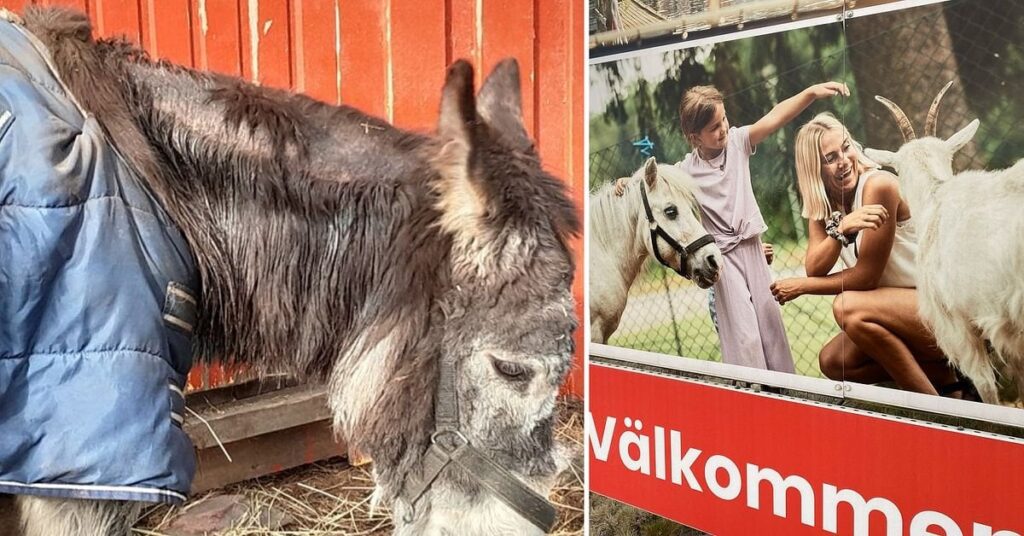 市の動物園での放置 - 10年に渡る警鐘「痩せていて汚い」