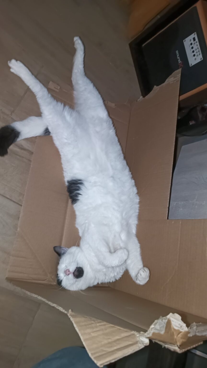 キャットボット