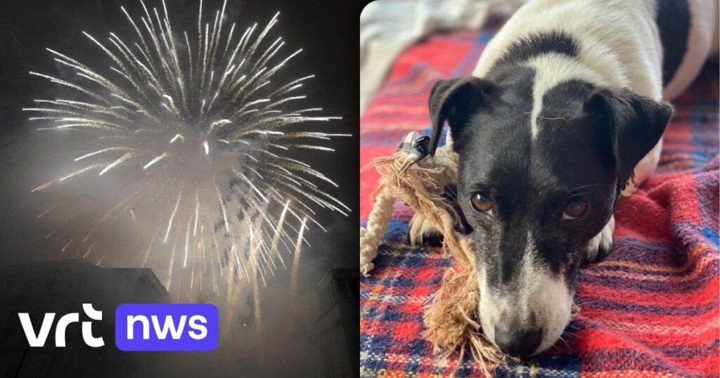 動物保護施設ヘンク、大晦日に不安を抱える動物たちへの準備を進めている：「彼らにとっては一年で最も長い夜だ」